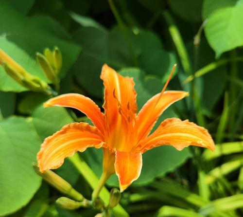 萱草花的花语是什么？它有什么寓意？
