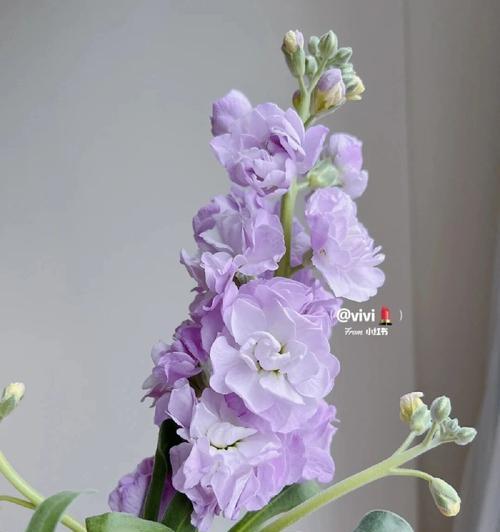 紫罗兰花的寓意和花语是什么？象征胜利的有哪些？