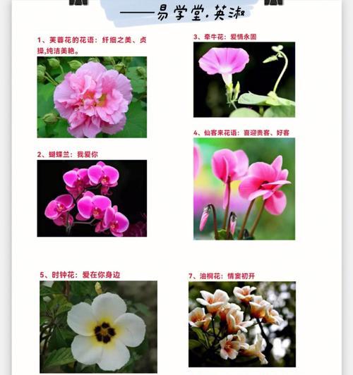 吊金钟的花语有何寓意？它代表了什么