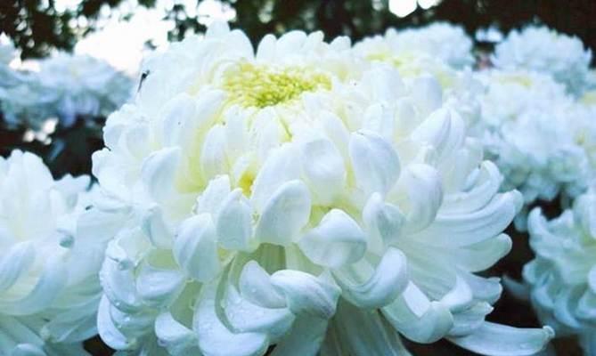 白菊花的寓意和花语是什么？