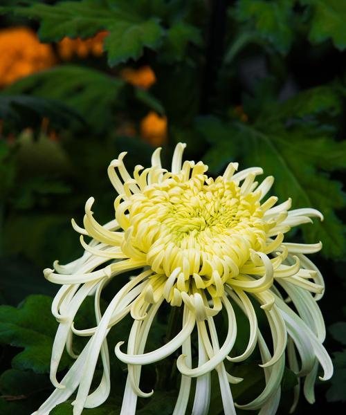 白菊花的寓意和花语是什么？