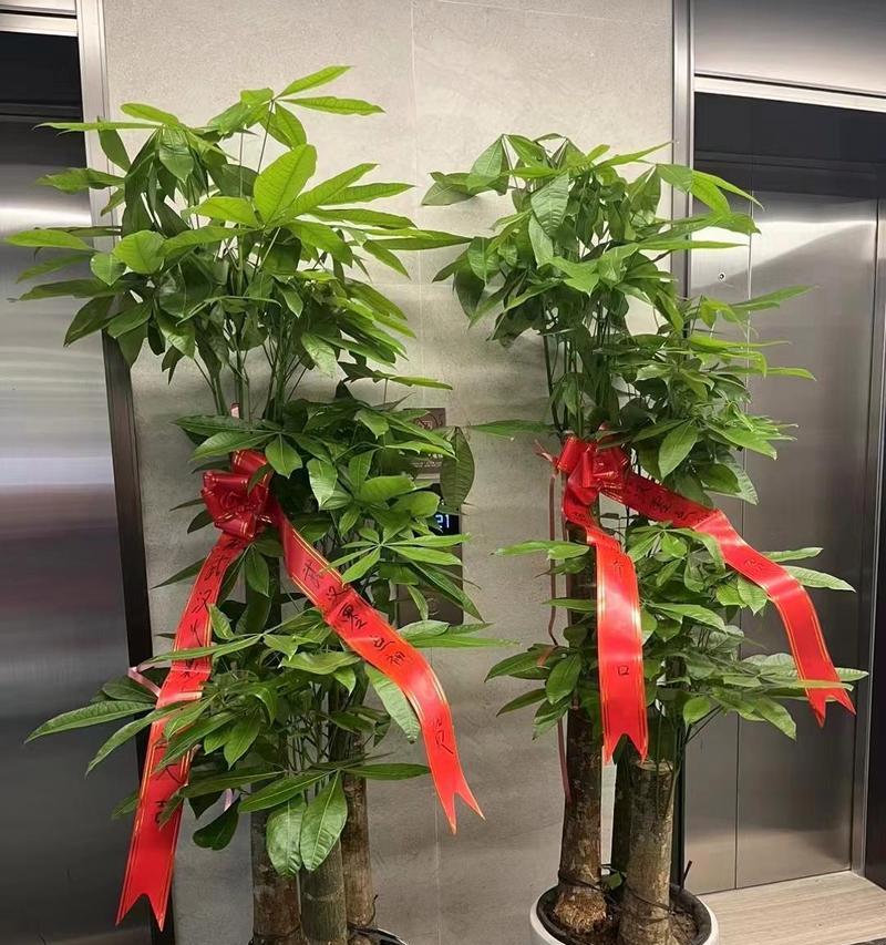 搬家时送家人哪些花有特别寓意？它们各自代表什么？
