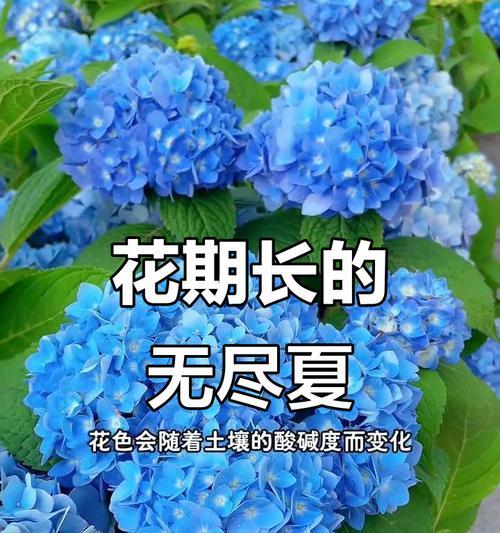 5月花期花卉代表的意义是什么？