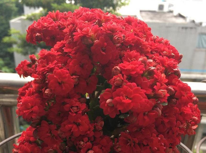 古代长寿的花有哪些象征？哪些花在古代象征长寿？