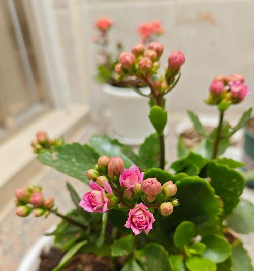 古代长寿的花有哪些象征？哪些花在古代象征长寿？