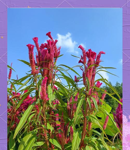 古代长寿的花有哪些象征？哪些花在古代象征长寿？