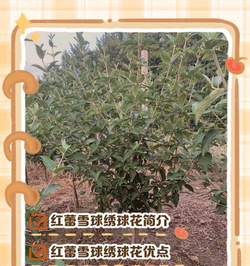 红绣球花的花语是什么？红绣球花有哪些特别含义？