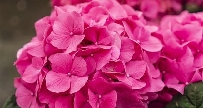 红绣球花的花语是什么？红绣球花有哪些特别含义？