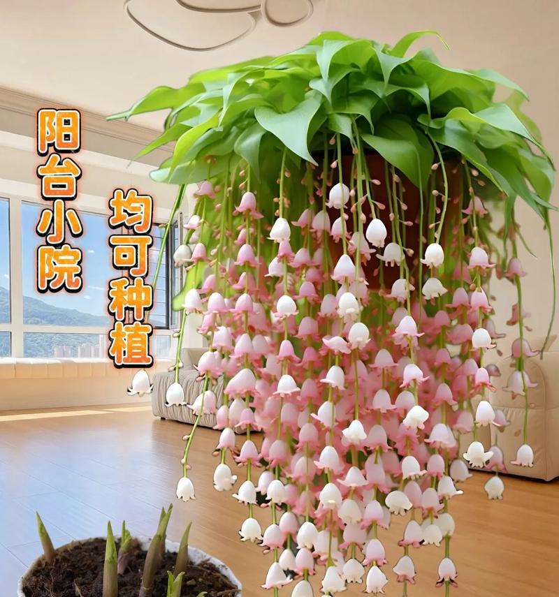 室内种植的吉祥花卉有哪些？家里种的寓意好的花是什么？