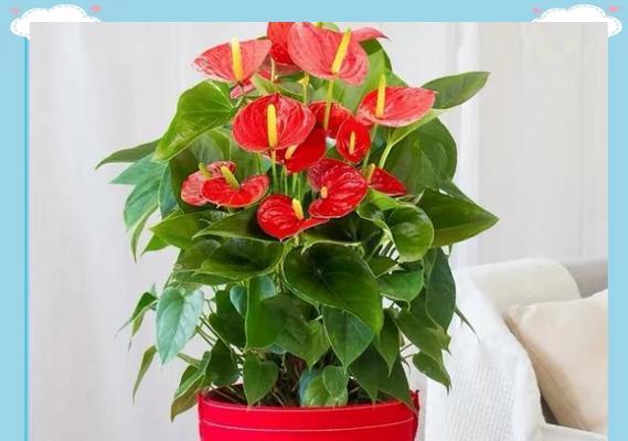 室内种植的吉祥花卉有哪些？家里种的寓意好的花是什么？