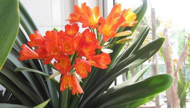 室内种植的吉祥花卉有哪些？家里种的寓意好的花是什么？