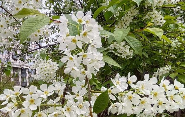 李花的花语是什么？它如何传达特定的情感？
