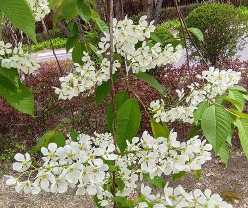 李花的花语是什么？它如何传达特定的情感？