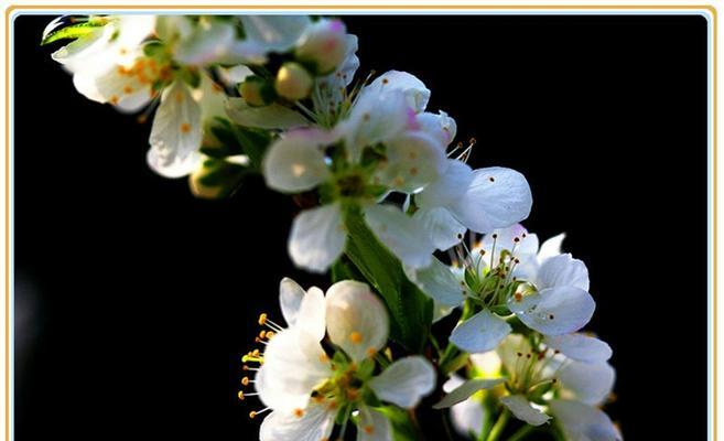 李花的花语是什么？它如何传达特定的情感？
