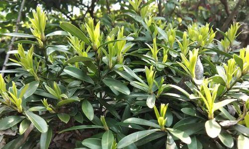余味生花的寓意是什么？