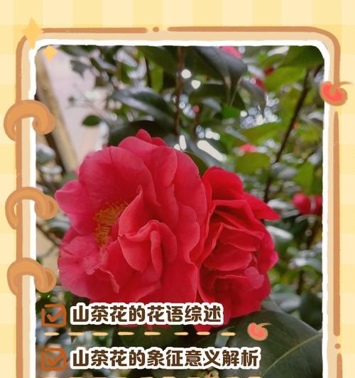 一枝梅的花语和象征意义是什么？