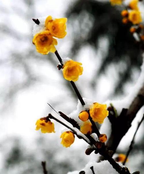 一枝梅的花语和象征意义是什么？