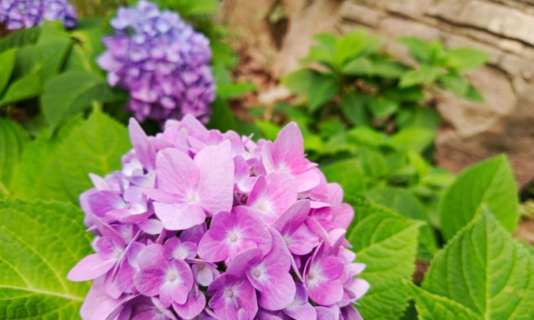 粉色花的含义是什么？粉色花朵传递的情感信息是什么？