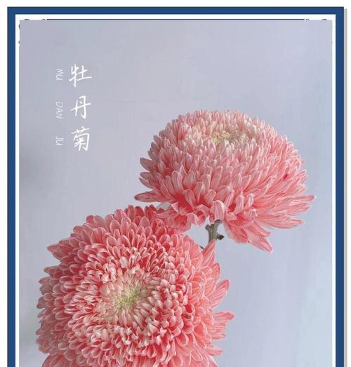 牡丹菊的象征意义是什么？