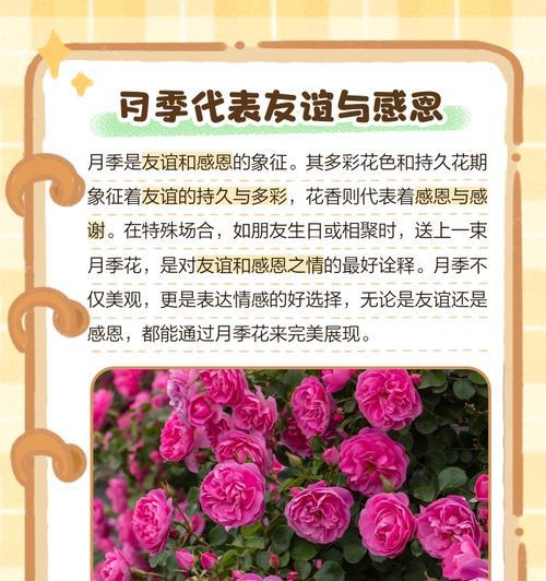 哪些花卉寓意怀孕？它们的象征意义是什么？