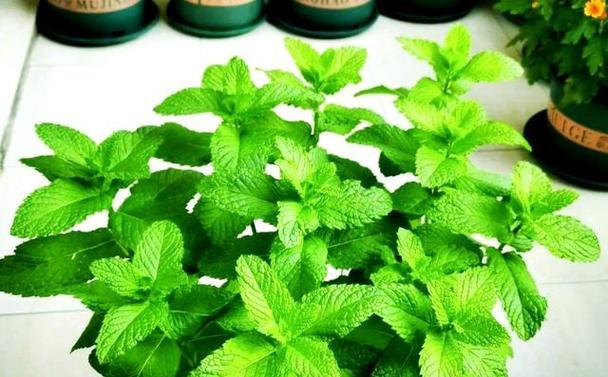 哪些花具有消除疾病的寓意？它们的健康益处是什么？