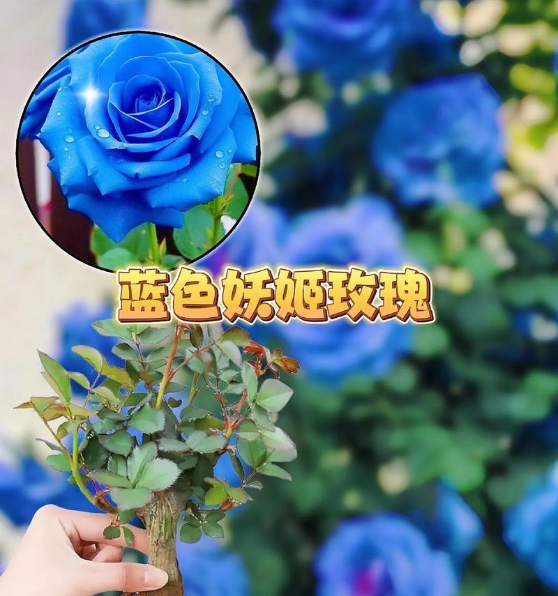 蓝玫瑰花语代表什么特别含义？