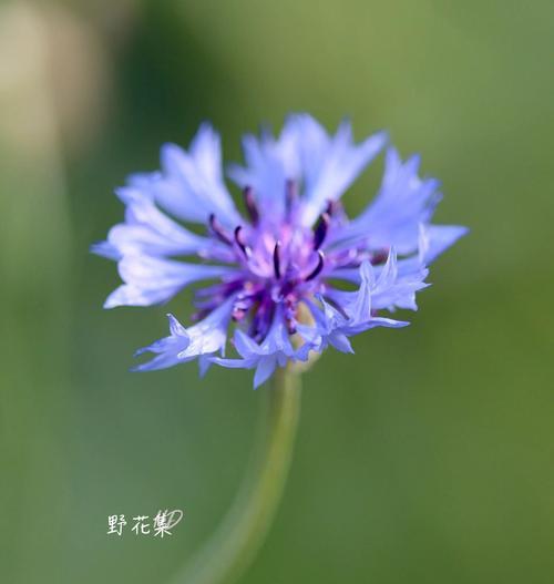 矢车菊的花语是什么？花卉中的历史与传说。