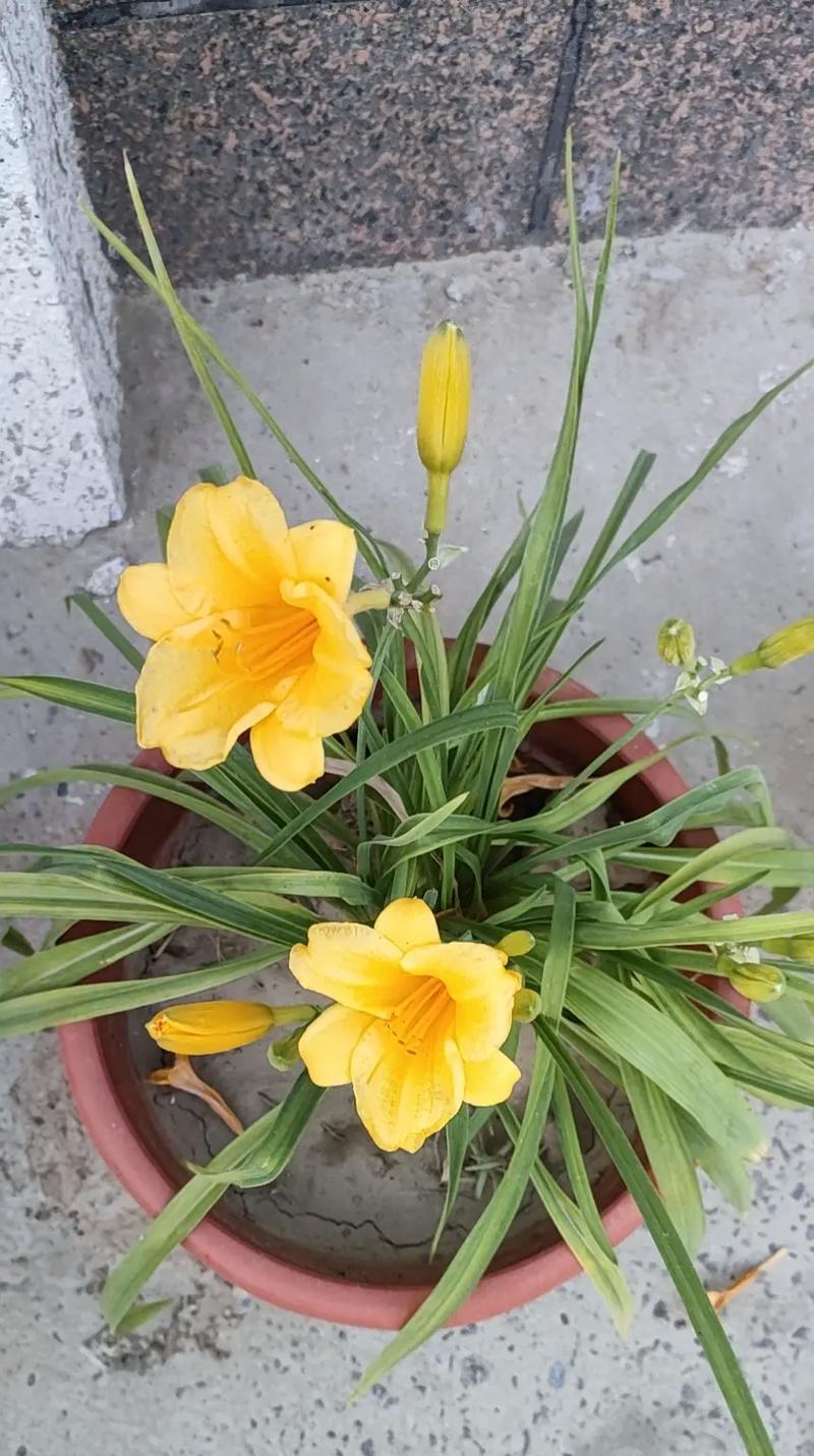 萱草花的花语是什么？萱草花寓意着什么？