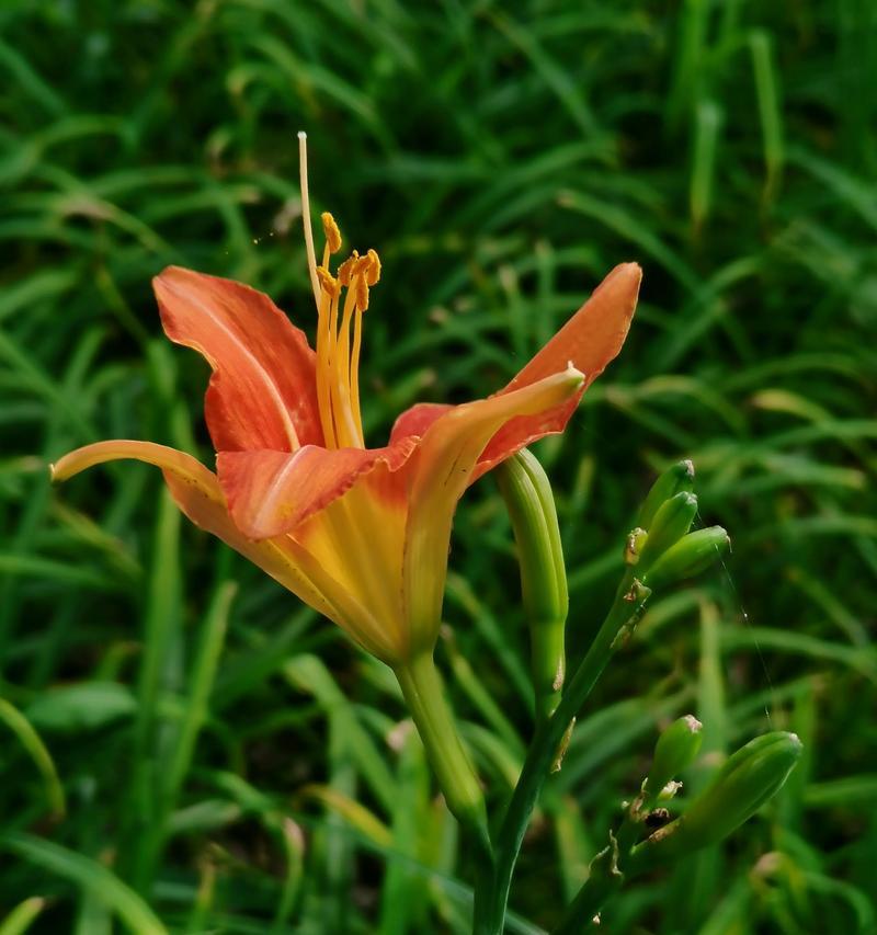 萱草花的花语是什么？萱草花寓意着什么？