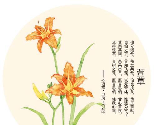 萱草花的花语是什么？萱草花寓意着什么？