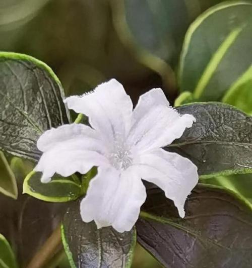 六月特别花语有哪些？六月花语代表什么意义？