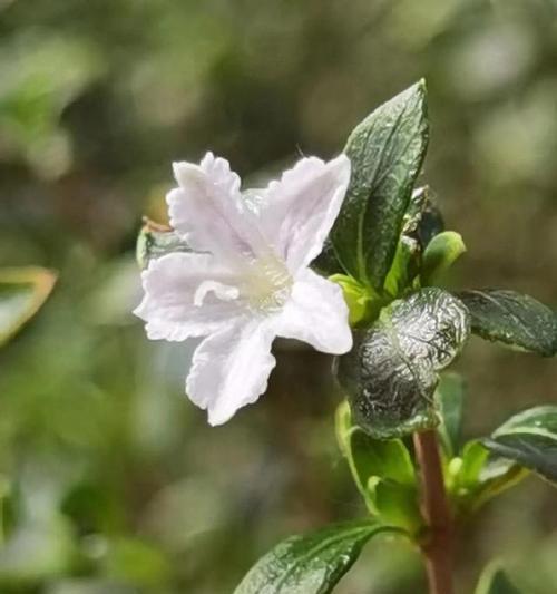 六月特别花语有哪些？六月花语代表什么意义？