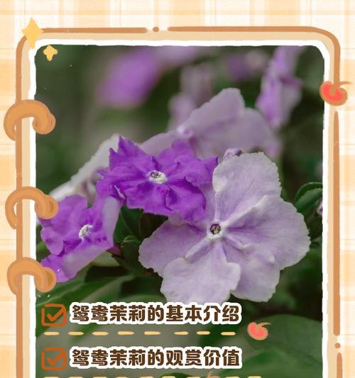沾巴花的象征意义是什么？