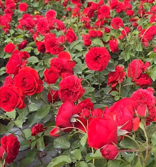 象征窃取的花朵有哪些花？哪些花卉与偷窃或不正当行为相关联？