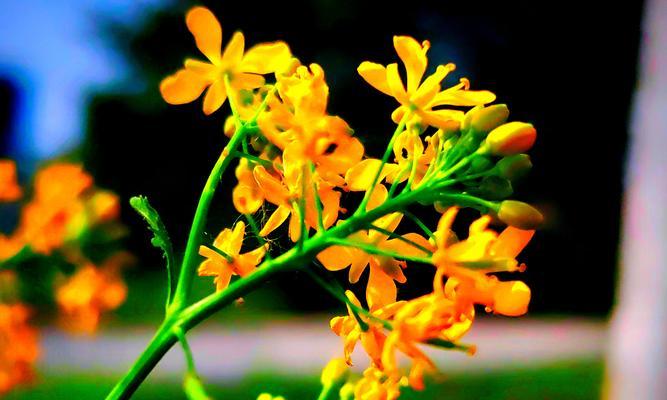 象征窃取的花朵有哪些花？哪些花卉与偷窃或不正当行为相关联？