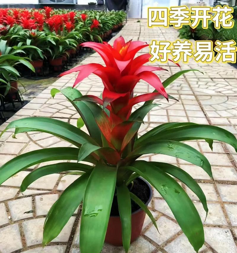 常见花卉有哪些寓意？它们在园艺设计中的应用是什么？