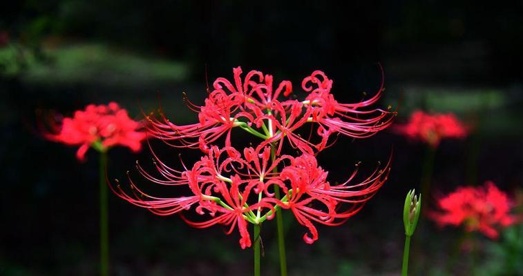 哪种花象征着重生？它的寓意是什么？