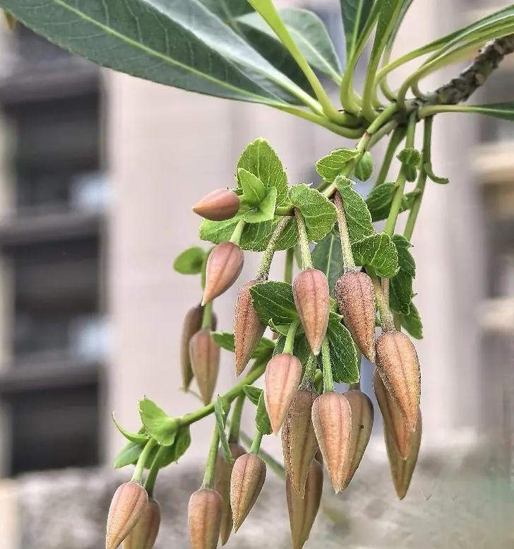 杜英花的花语含义是什么？它传递了哪些情感？