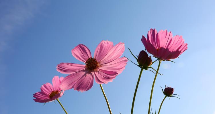 一朵花单独出现代表什么？单独花朵的象征意义是什么？