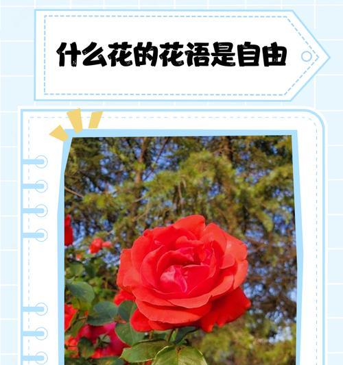 一朵花单独出现代表什么？单独花朵的象征意义是什么？