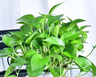 绿萝的寓意是什么？绿萝有哪些寓意吉祥的花？