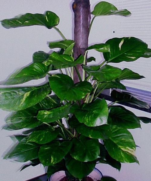 绿萝的寓意是什么？绿萝有哪些寓意吉祥的花？