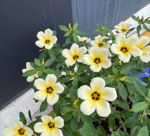 时钟花的含义是什么？时钟花象征着什么？