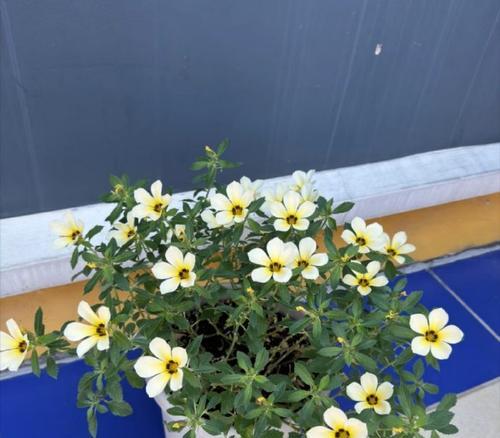 时钟花的含义是什么？时钟花象征着什么？