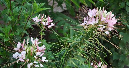 算命中的花象征：花的含义及其代表的方面？