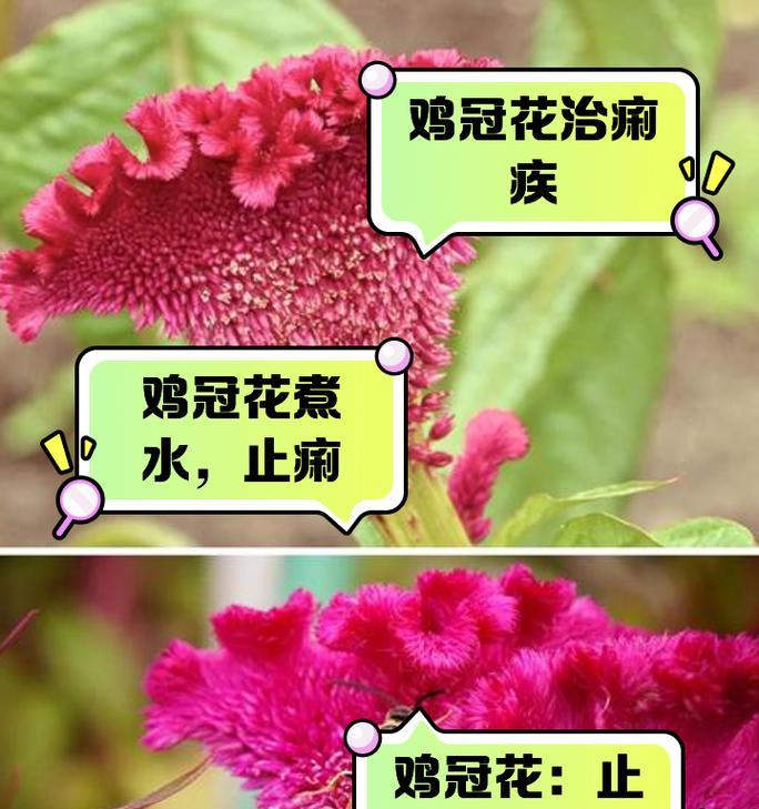 银冠花的寓意和象征意义是什么？