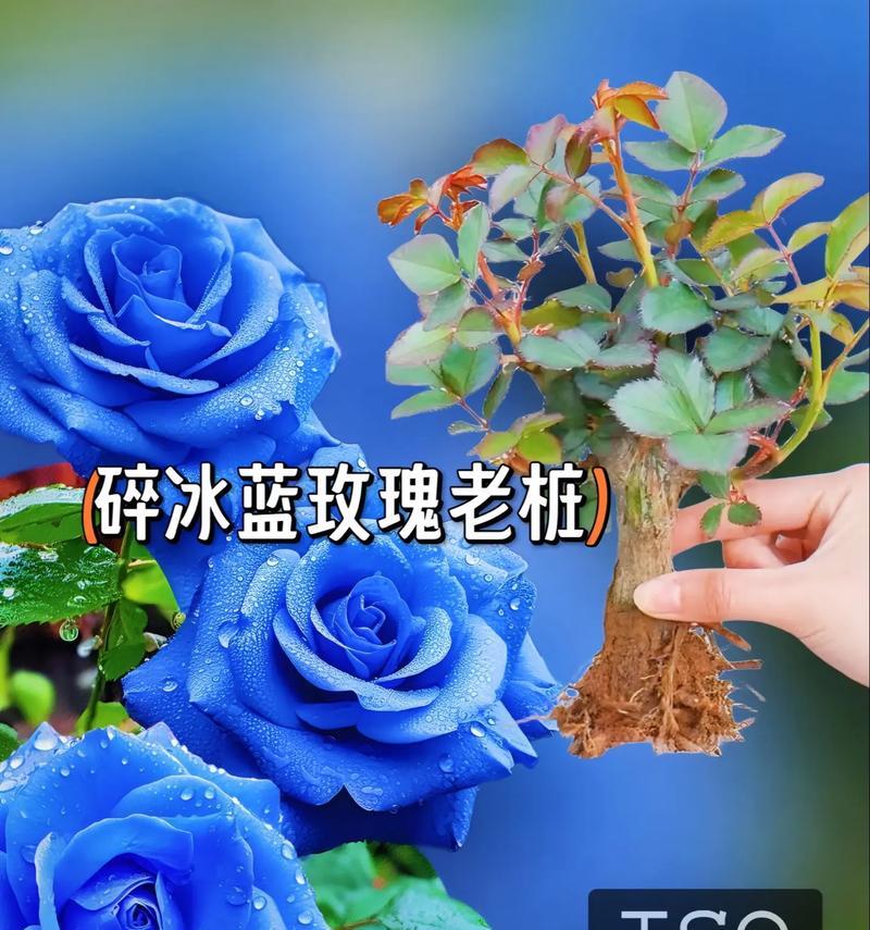 蓝玫瑰的花语和象征寓意是什么？