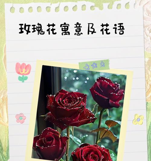 红玫瑰的花语含义是什么？它代表了哪些情感？