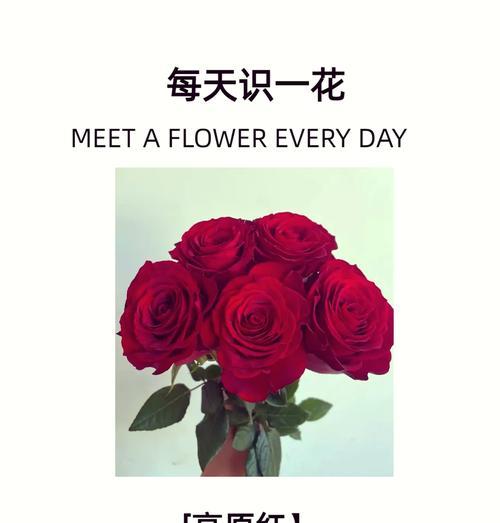 红玫瑰花语全解读：爱情与热情的表达！