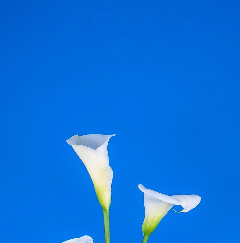 蓝色马蹄莲的花语含义是什么？它传递了哪些情感？